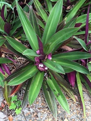 Tradescantia spathacea