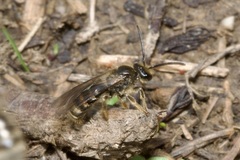 Lasioglossum marginatum