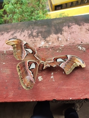 Attacus