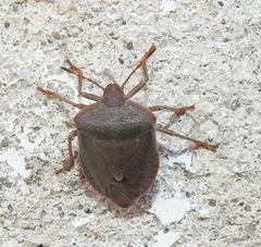 Palomena viridissima