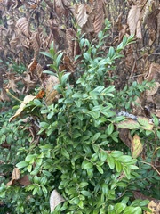 Buxus