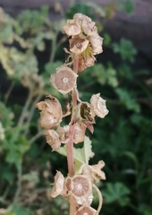 Kearnemalvastrum lacteum