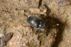 Ceutorhynchus assimilis