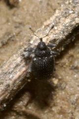 Ceutorhynchus assimilis