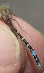 Protallagma titicacae