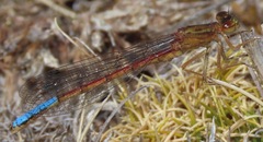 Protallagma titicacae