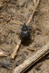 Ceutorhynchus assimilis