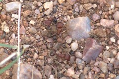 Pogonomyrmex bicolor