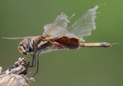 Tramea minuta