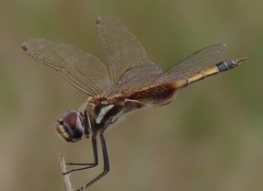 Tramea minuta