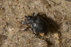 Ceutorhynchus assimilis