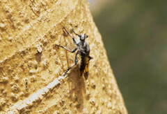 Andrenosomatini