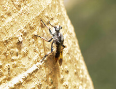 Andrenosomatini
