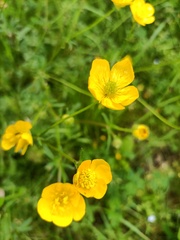 Ranunculus bulbosus