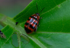 Alagoasa trifasciata