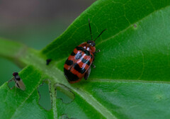 Alagoasa trifasciata