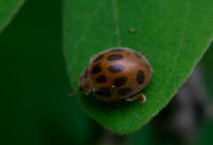 Epilachna tredecimnotata