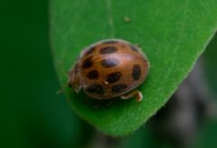 Epilachna tredecimnotata