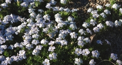 Phlox diffusa