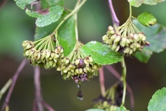 Physocarpus intermedius