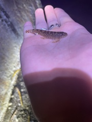 Liniparhomaloptera disparis