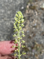 Reseda lutea