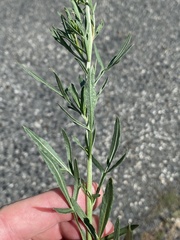 Reseda lutea