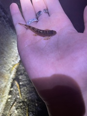 Liniparhomaloptera disparis