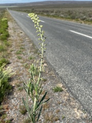 Reseda lutea