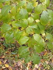 Rhamnus utilis