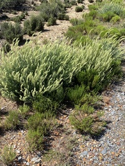 Reseda lutea