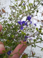 Trichostema suffrutescens