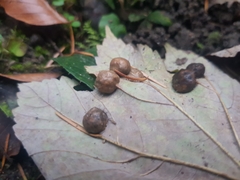 Pediaspis aceris