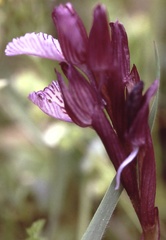 Anacamptis papilionacea
