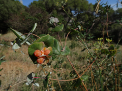 Lonicera implexa