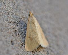 Achyra nudalis