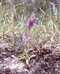 Anacamptis papilionacea