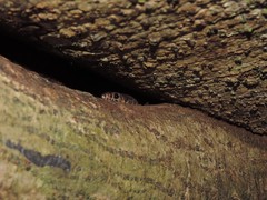 Lepidophyma flavimaculatum