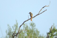 Myiarchus
