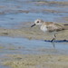 Sandpipers and Allies - Photo (c) Marilyn Castillo Muñoz, some rights reserved (CC BY-NC-ND)
