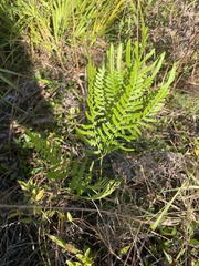 Pteridium aquilinum pseudocaudatum