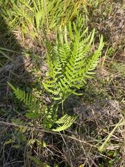 Pteridium aquilinum pseudocaudatum