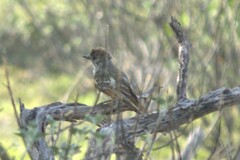 Myiarchus