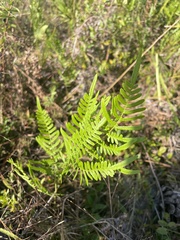 Pteridium aquilinum pseudocaudatum