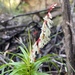 Dracophyllum secundum - Photo (c) joeystevo, osa oikeuksista pidätetään (CC BY-NC)