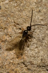 Spilomicrus