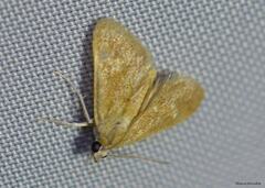 Glaphyria glaphyralis