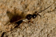 Spilomicrus
