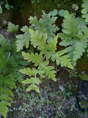 Cheiloplecton rigidum