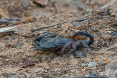 Opisthacanthus
